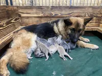 Blue collar, a male German Shepherd Dog for sale in Pelham, NC – Photo 9 of 10