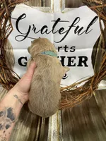 Blue collar, a male German Shepherd Dog for sale in Pelham, NC – Photo 6 of 10