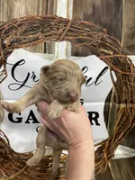 Blue collar, a male German Shepherd Dog for sale in Pelham, NC – Photo 5 of 10