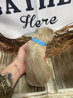 Blue collar, a male German Shepherd Dog for sale in Pelham, NC – Photo 8 of 10