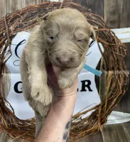 Blue collar, a male German Shepherd Dog for sale in Pelham, NC – Photo 2 of 10