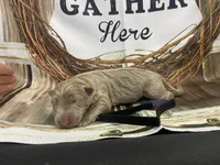 Black collar, a male German Shepherd Dog for sale in Pelham, NC – Photo 7 of 10