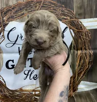 Black collar, a male German Shepherd Dog for sale in Pelham, NC – Photo 2 of 10