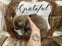 Black collar, a male German Shepherd Dog for sale in Pelham, NC – Photo 1 of 10