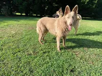 Brown collar, a male German Shepherd Dog for sale in Pelham, NC – Photo 6 of 6