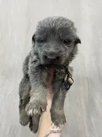 Brown collar, a male German Shepherd Dog for sale in Pelham, NC – Photo 1 of 6