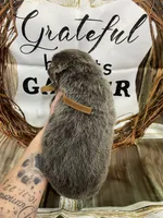 Brown collar, a male German Shepherd Dog for sale in Pelham, NC – Photo 4 of 6