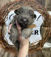 Brown collar, a male German Shepherd Dog for sale in Pelham, NC – Photo 3 of 6