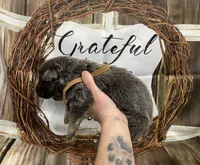 Brown collar, a male German Shepherd Dog for sale in Pelham, NC – Photo 2 of 6