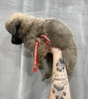 White/Red collar, a female German Shepherd Dog for sale in Pelham, NC – Photo 5 of 7