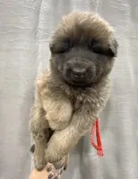 White/Red collar, a female German Shepherd Dog for sale in Pelham, NC – Photo 2 of 7