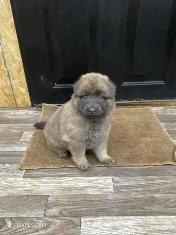 White/Red collar, a female German Shepherd Dog for sale in Pelham, NC – Photo 1 of 7