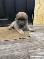 White/Red collar, a female German Shepherd Dog for sale in Pelham, NC – Photo 3 of 7