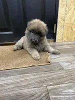 White/Red collar, a female German Shepherd Dog for sale in Pelham, NC – Photo 4 of 7