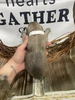 processed/538fd16a-bceb-4708-9a7f-8a3d6e7c82da/listing/a964ff21-579b-496e-9177-d3598a80653c/eb0d1241-22c4-4256-89dc-6af7dfcfc5b9