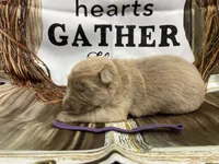 Purple collar, a female German Shepherd Dog for sale in Pelham, NC – Photo 4 of 10