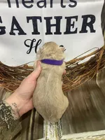 Purple collar, a female German Shepherd Dog for sale in Pelham, NC – Photo 8 of 10