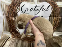 Purple collar, a female German Shepherd Dog for sale in Pelham, NC – Photo 1 of 10