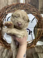Purple collar, a female German Shepherd Dog for sale in Pelham, NC – Photo 2 of 10