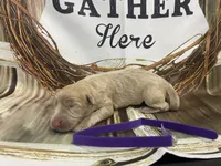 Purple collar, a female German Shepherd Dog for sale in Pelham, NC – Photo 7 of 10