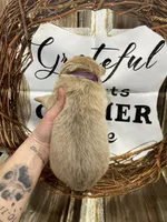 Purple collar, a female German Shepherd Dog for sale in Pelham, NC – Photo 6 of 10