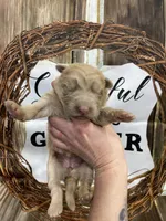 Purple collar, a female German Shepherd Dog for sale in Pelham, NC – Photo 5 of 10