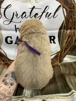 Purple collar, a female German Shepherd Dog for sale in Pelham, NC – Photo 3 of 10