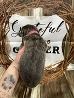 Hot Pint collar, a female German Shepherd Dog for sale in Pelham, NC – Photo 6 of 10