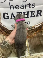 Hot Pint collar, a female German Shepherd Dog for sale in Pelham, NC – Photo 8 of 10