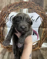 Hot Pint collar, a female German Shepherd Dog for sale in Pelham, NC – Photo 2 of 10