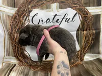 Hot Pint collar, a female German Shepherd Dog for sale in Pelham, NC – Photo 1 of 10