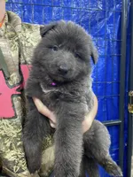 Purple, a female German Shepherd Dog for sale in Pelham, NC – Photo 1 of 7