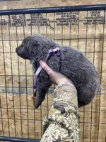 Purple, a female German Shepherd Dog for sale in Pelham, NC – Photo 3 of 7