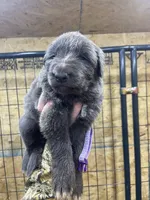 Purple, a female German Shepherd Dog for sale in Pelham, NC – Photo 2 of 7
