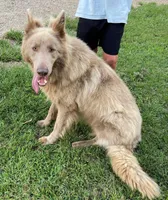 Purple, a female German Shepherd Dog for sale in Pelham, NC – Photo 7 of 7