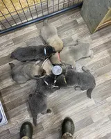 Purple, a female German Shepherd Dog for sale in Pelham, NC – Photo 4 of 7