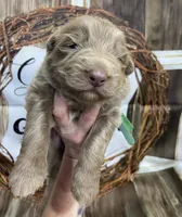 Green, a male German Shepherd Dog for sale in Pelham, NC – Photo 2 of 10