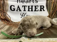 Green, a male German Shepherd Dog for sale in Pelham, NC – Photo 4 of 10