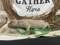 Green, a male German Shepherd Dog for sale in Pelham, NC – Photo 7 of 10