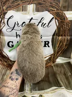 Green, a male German Shepherd Dog for sale in Pelham, NC – Photo 3 of 10