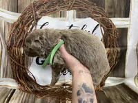 Green, a male German Shepherd Dog for sale in Pelham, NC – Photo 1 of 10