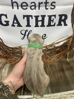 Green, a male German Shepherd Dog for sale in Pelham, NC – Photo 8 of 10