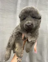 Light Pink, a female German Shepherd Dog for sale in Pelham, NC – Photo 2 of 5