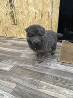 Light Pink, a female German Shepherd Dog for sale in Pelham, NC – Photo 1 of 5