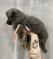 Light Pink, a female German Shepherd Dog for sale in Pelham, NC – Photo 3 of 5