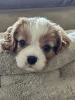 Bernard, a male Cavalier King Charles Spaniel for sale in Eau Claire, WI – 4 of 9