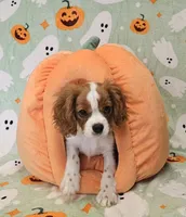 Bernard, a male Cavalier King Charles Spaniel for sale in Eau Claire, WI – 2 of 9