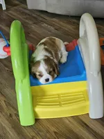 Bernard, a male Cavalier King Charles Spaniel for sale in Eau Claire, WI – 5 of 9