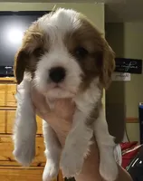 Bernard, a male Cavalier King Charles Spaniel for sale in Eau Claire, WI – 6 of 9