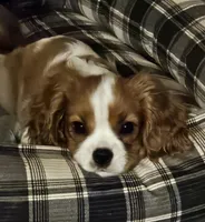 Bernard, a male Cavalier King Charles Spaniel for sale in Eau Claire, WI – 3 of 9